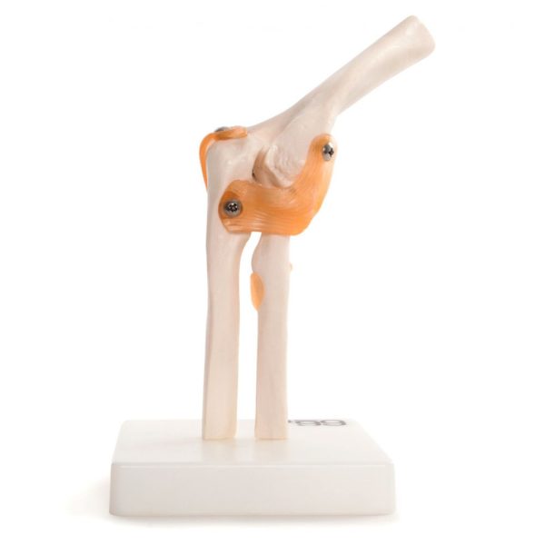 Anatomy Model - Elbow