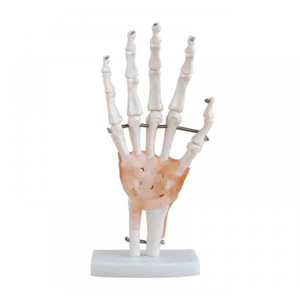 Anatomy Model - Wrist