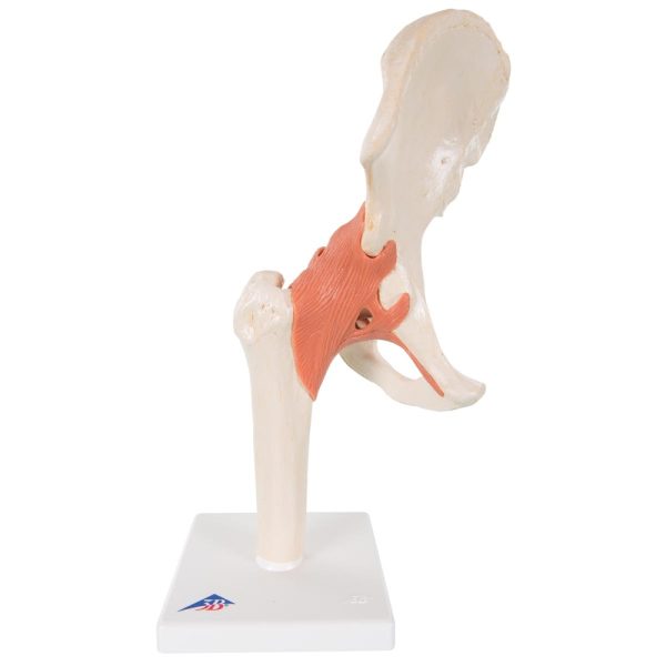 Anatomy Model - Hip