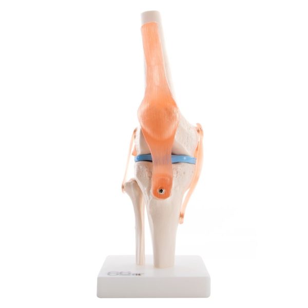 Anatomy Model - Knee