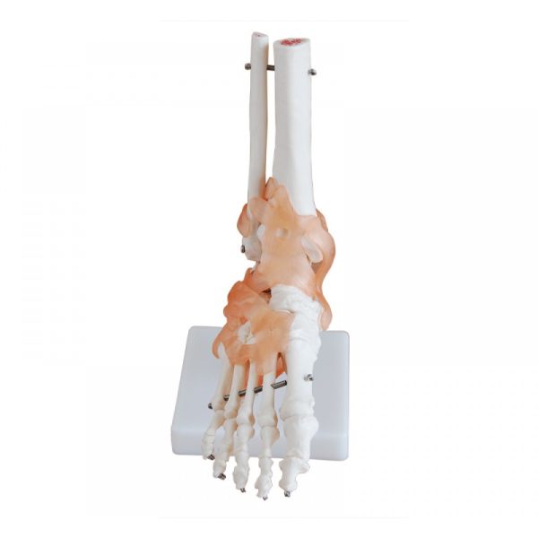 Anatomy Model - Ankle