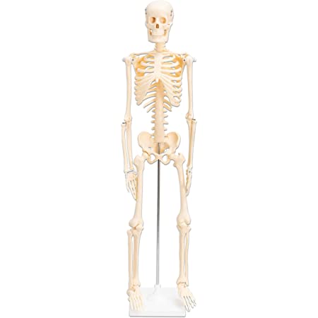 Anatomy Model - Skeletal - 85 cm